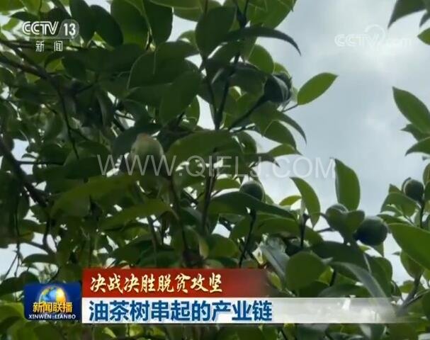 新聞聯(lián)播決戰(zhàn)決勝脫貧攻堅(jiān)之油茶樹串起的產(chǎn)業(yè)鏈(圖1)